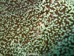 A photo of ghost shrimp taken at Puerto Galera. by Rita Hung 
